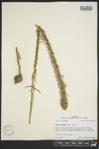 Liatris elegans image