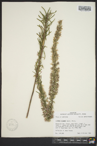 Liatris elegans image