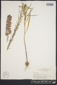 Liatris elegans image