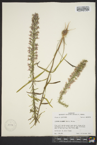 Liatris elegans image