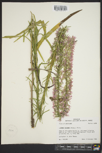 Liatris elegans image