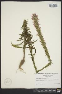 Liatris elegans image