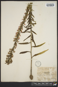 Liatris elegans image