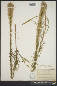 Liatris elegans image