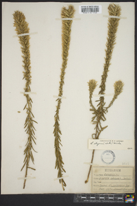 Liatris elegans image