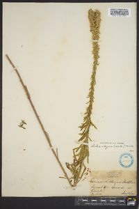 Liatris elegans image