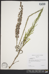 Liatris gracilis image