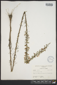 Liatris gracilis image