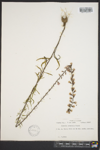 Liatris gracilis image