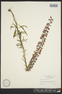 Liatris gracilis image