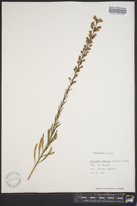 Liatris gracilis image