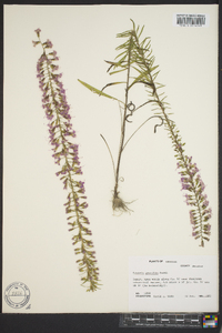 Liatris gracilis image