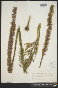 Liatris gracilis image