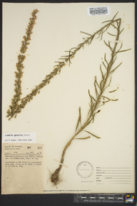 Liatris gracilis image