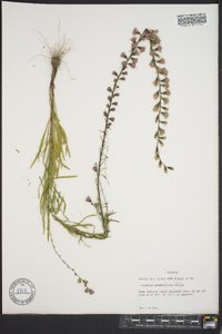 Liatris gracilis image