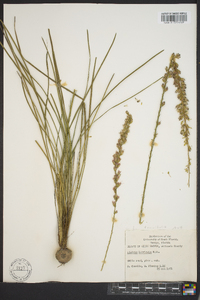 Liatris laevigata image