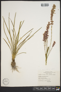 Liatris laevigata image