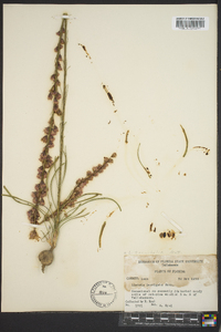 Liatris laevigata image