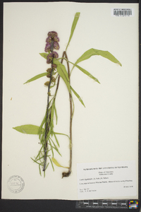 Liatris ligulistylis image