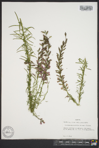 Liatris microcephala image