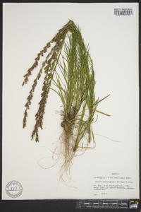 Liatris microcephala image