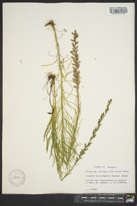 Liatris microcephala image