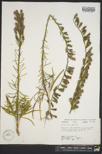 Liatris pauciflora image