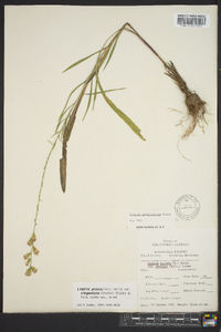 Liatris pilosa image