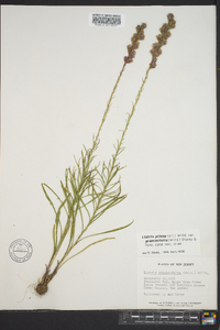 Liatris graminifolia image