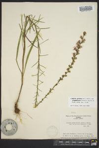 Liatris pilosa image