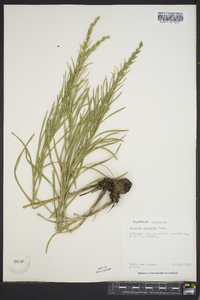 Liatris punctata image