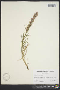 Liatris punctata image