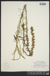 Liatris pilosa image