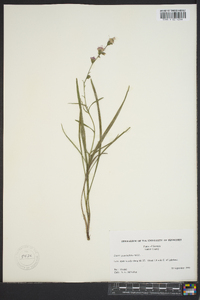 Liatris pilosa image