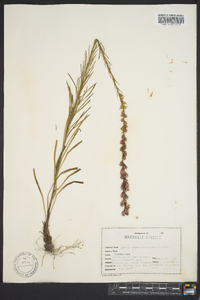 Liatris pilosa image