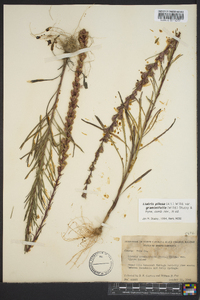 Liatris pilosa image