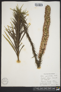 Liatris pycnostachya image