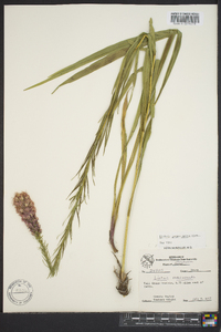 Liatris pycnostachya image