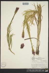 Liatris pycnostachya image