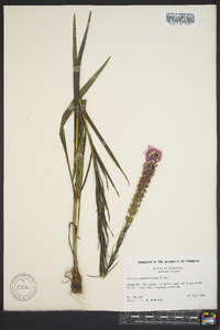 Liatris pycnostachya image