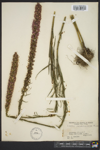 Liatris pycnostachya image