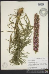 Liatris pycnostachya image