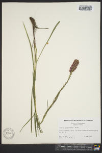 Liatris pycnostachya image