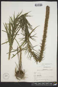 Liatris pycnostachya image