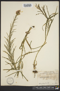 Liatris pycnostachya image