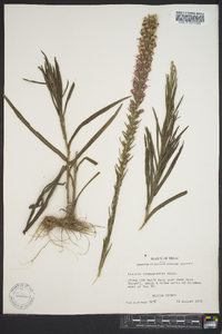 Liatris pycnostachya image