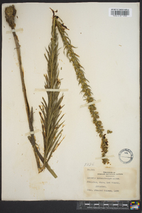 Liatris pycnostachya image