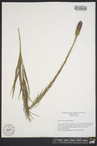 Liatris pycnostachya image