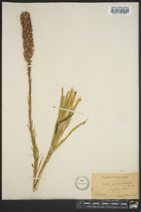 Liatris pycnostachya image