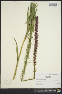 Liatris pycnostachya image